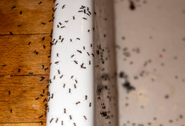 Pest Control Cost in Richland, MS