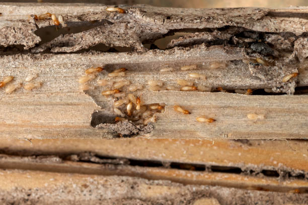 Best Affordable Exterminators  in Richland, MS